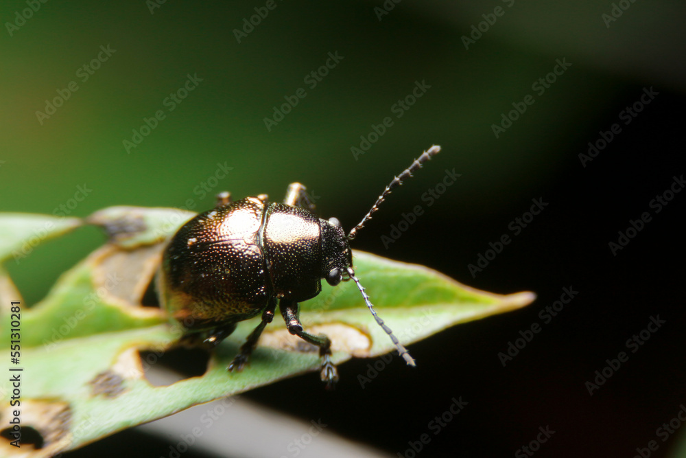 close-up chrysolina black eat leaf close-up chrysolina black eat leaf