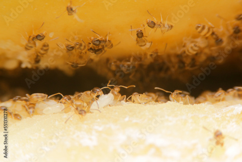 close-up tapinoma sessile, odorous house ant, sugar ant, stink ant eat avocado photo