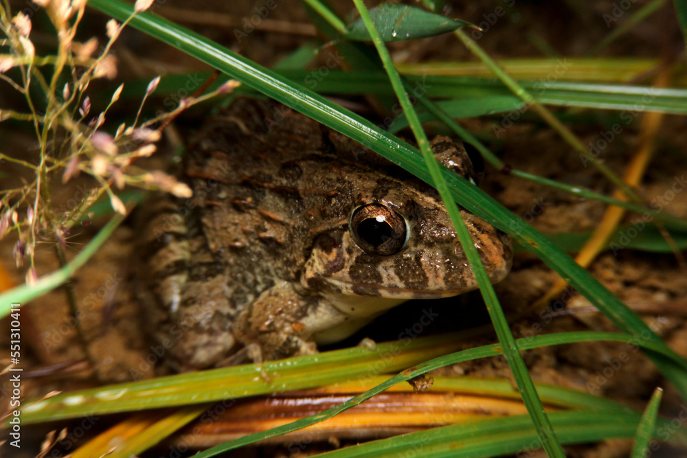 close-up asian grass frog, fejervarya limnocharis in thailand, southeast asia close-up asian grass frog, fejervarya limnocharis in thailand, southeast asia