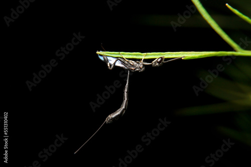 close-up ensign wasp, evaniidae on night time photo