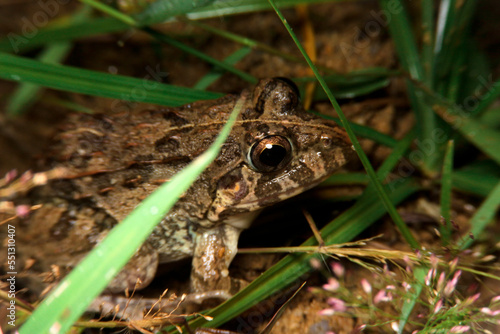 close-up asian grass frog, fejervarya limnocharis  in thailand, southeast asia