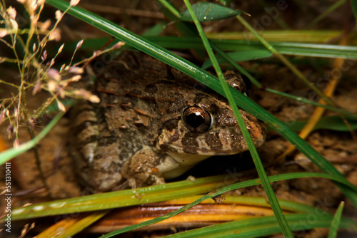 close-up asian grass frog, fejervarya limnocharis in thailand, southeast asia