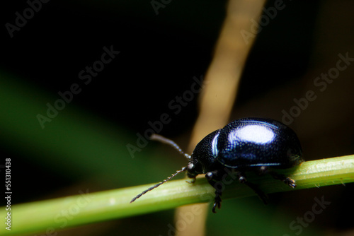 close-up Blue milkweed beetle, chrysochus cobaltinus in nature photo