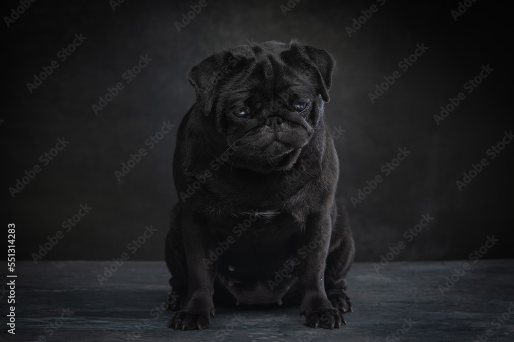 Black pug on a uniform background