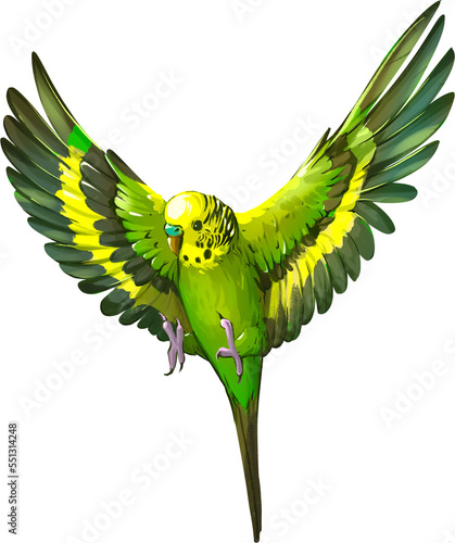 Flying budgerigar, color sketch illustration, parrot PNG drawing