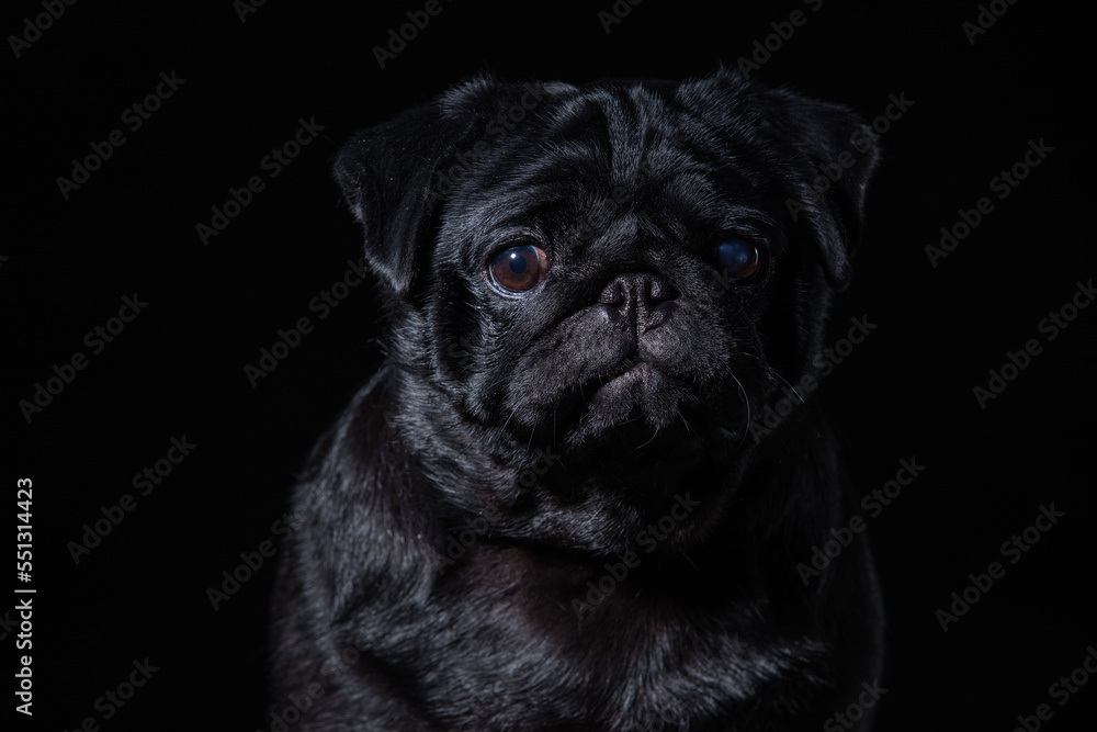 Black pug on a uniform background