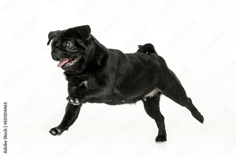 Black pug on a uniform background