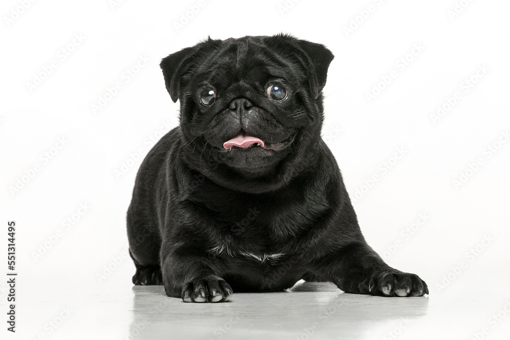 Black pug on a uniform background