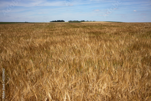 Wheat field - Walking trail between La ferte-sous-Jouarre et Orly-sur-Morin along the petit morin river -  Seine-et-Marne -   le-de-France - France