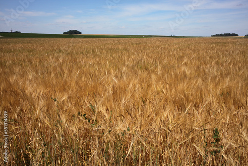 Wheat field - Walking trail between La ferte-sous-Jouarre et Orly-sur-Morin along the petit morin river -  Seine-et-Marne - Île-de-France - France photo