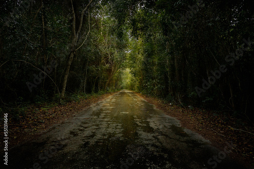 Camino dentro de la selva de yucatán, Mexico. Fototapet