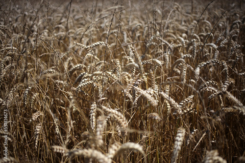 Wheat field - Walking trail between La ferte-sous-Jouarre et Orly-sur-Morin along the petit morin river -  Seine-et-Marne - Île-de-France - France photo