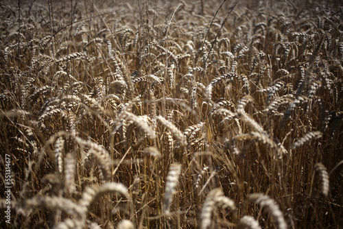 Wheat field - Walking trail between La ferte-sous-Jouarre et Orly-sur-Morin along the petit morin river -  Seine-et-Marne - Île-de-France - France photo