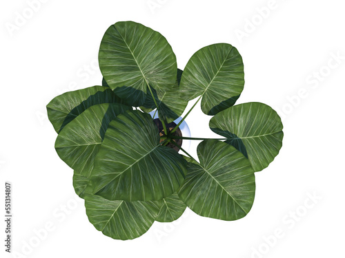 Potted Plant interior flower png alpha channel above