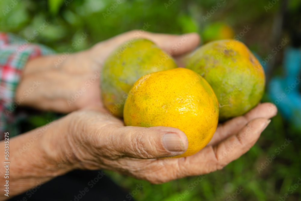Hand of gardener harvesting fresh organic oranges in tropical agriculture Farmers pick natural produce which contains healthy vitamin C. Hand of gardener harvesting fresh organic oranges in tropical agriculture Farmers pick natural produce which contains healthy vitamin C.