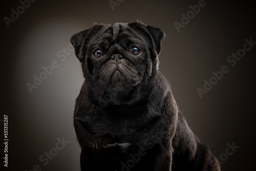 Black pug on a uniform background