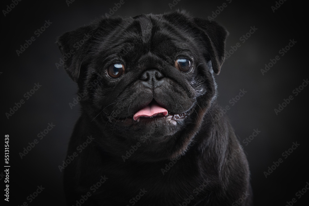 Black pug on a uniform background