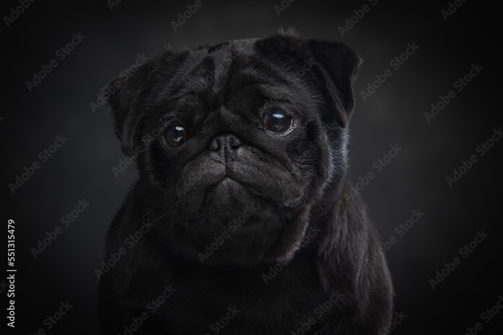 Black pug on a uniform background