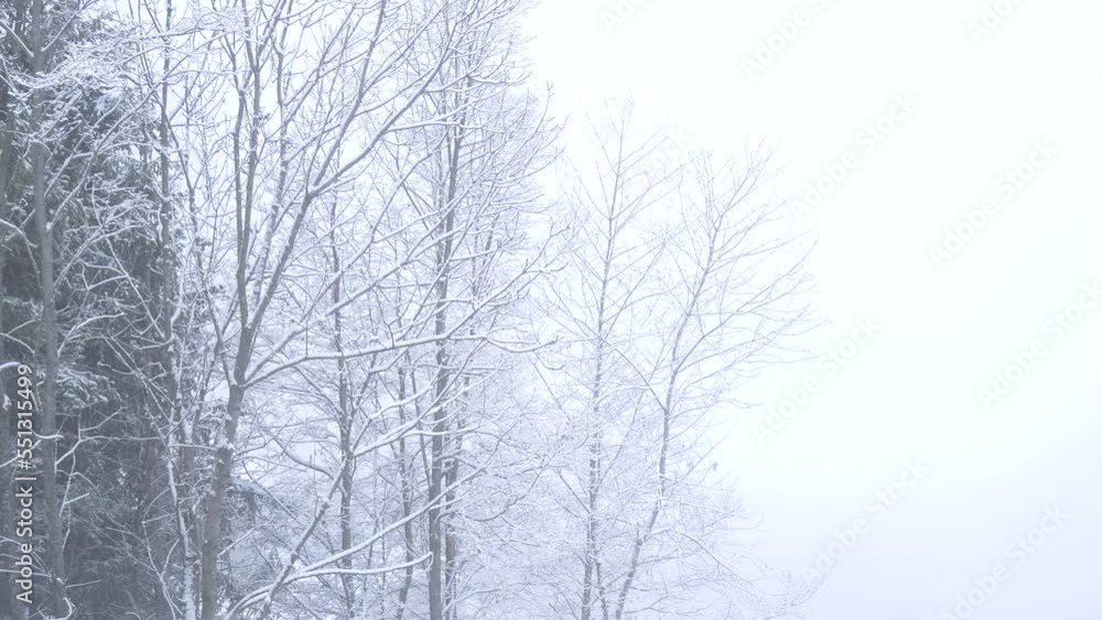 Snowing in Christmas time, snow falling in alpine forest, winter season white landscape Snowing in Christmas time, snow falling in alpine forest, winter season white landscape