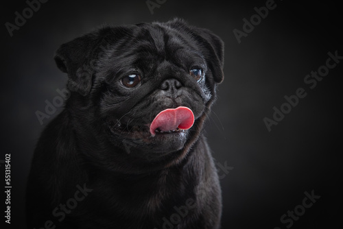 Black pug on a uniform background © Игорь Олейник