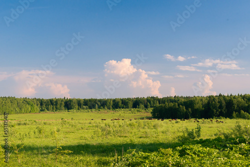 Fototapeta Naklejka Na Ścianę i Meble -  Cumulonimbus clouds and cows grazing in the field in summer evening