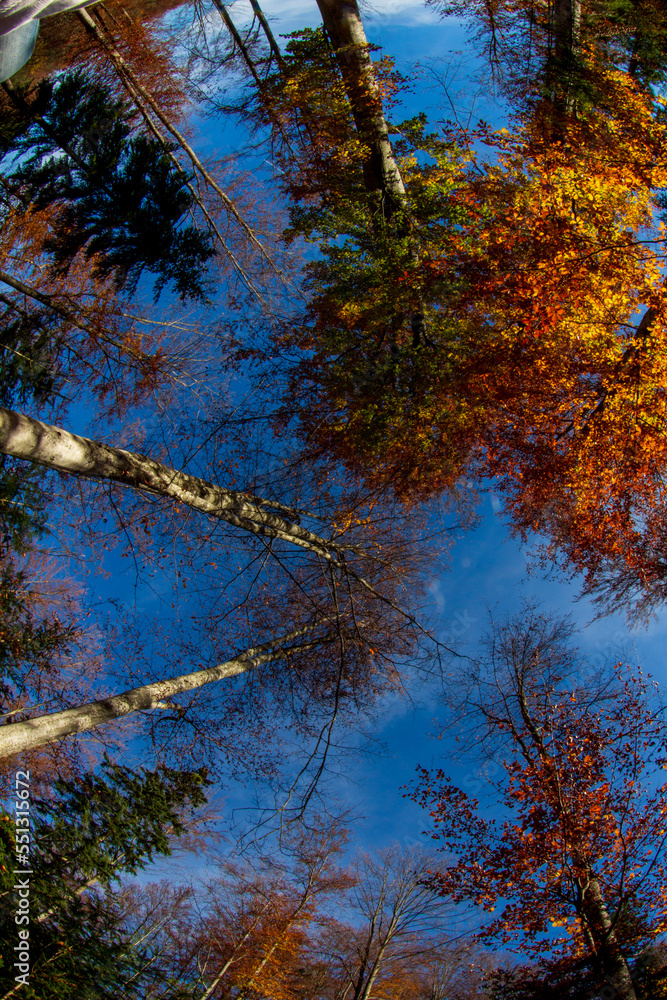 Fototapeta premium Autumn colors