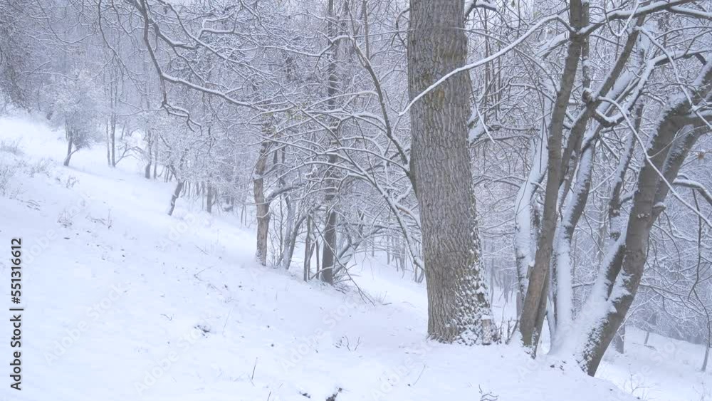 Snowing in Christmas time, snow falling in alpine forest, winter season white landscape Snowing in Christmas time, snow falling in alpine forest, winter season white landscape