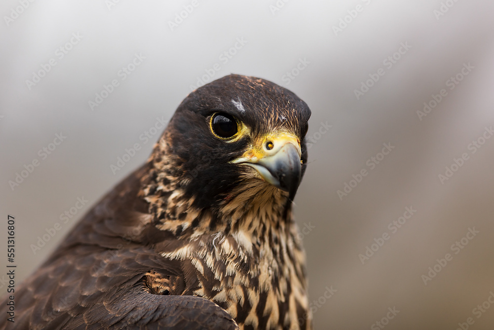 female Peregrine falcon (Falco peregrinus) close look in the eyes female Peregrine falcon (Falco peregrinus) close look in the eyes