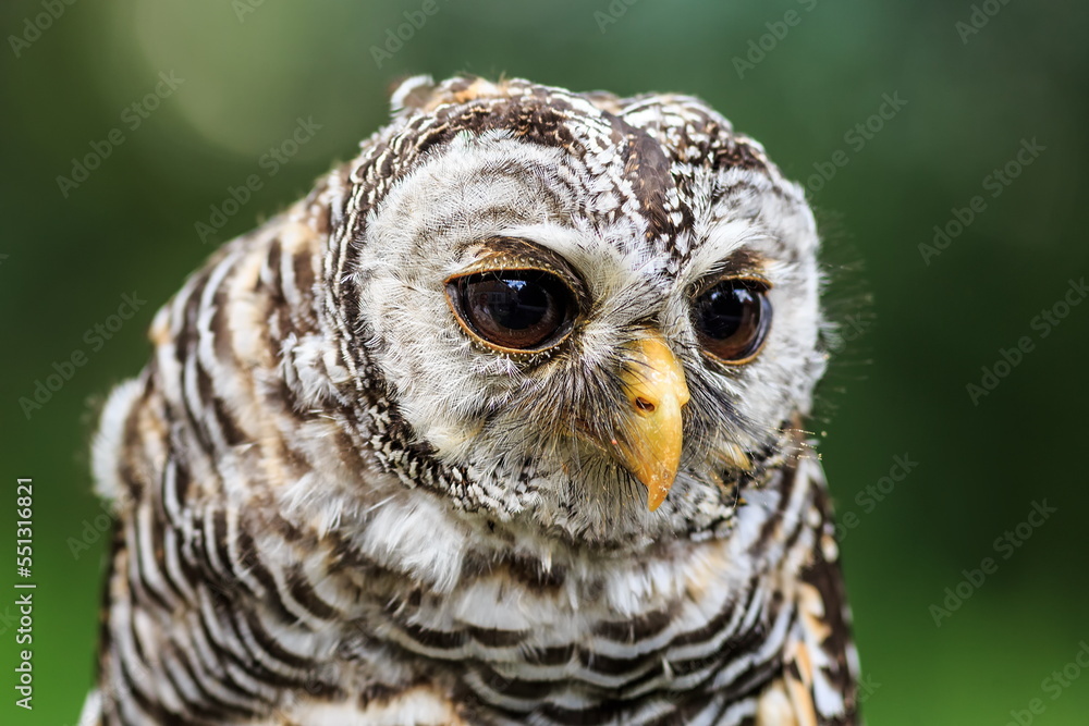 female tawny owl (Strix aluco) close head portrait female tawny owl (Strix aluco) close head portrait