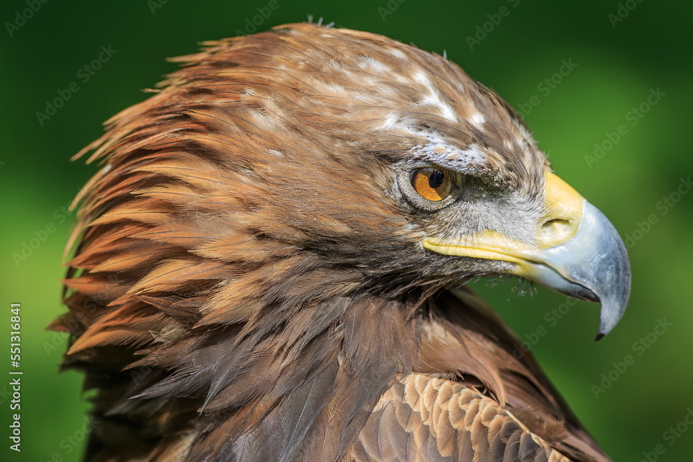 female golden eagle (Aquila chrysaetos) close head portrait female golden eagle (Aquila chrysaetos) close head portrait