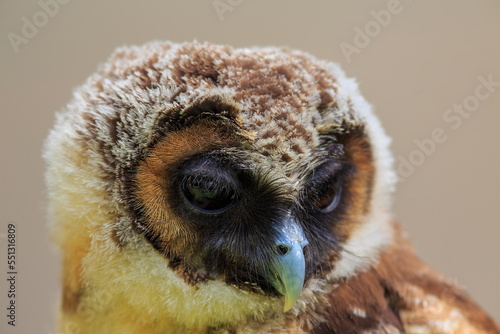 male brown wood owl (Strix leptogrammica) very young chick photo