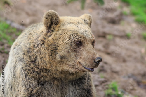 female big brown bear (Ursus arctos) close up portrait