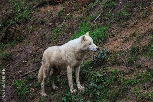 Arctic wolf (Canis lupus arctos) standing in the hillside