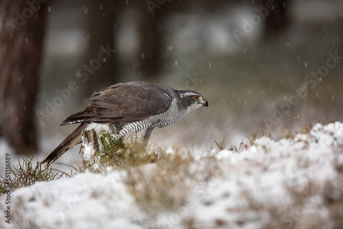 female The northern goshawk Accipiter sitting on prey in the winter forest