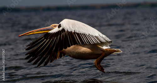 Pelican in flight © Gerhard