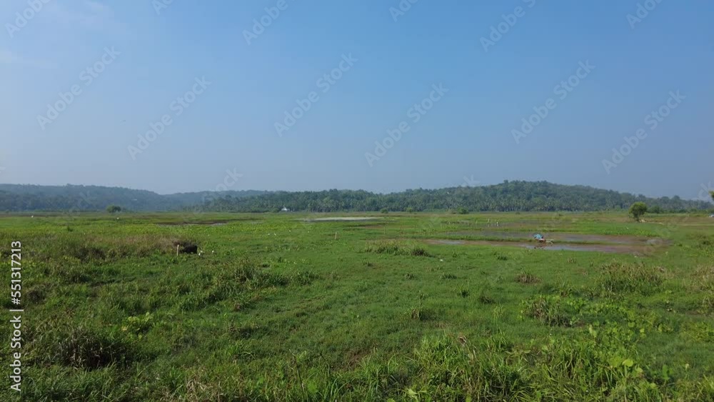 Punchakkari wetlands and bird watching area in Thiruvananthapuram, Kerala Punchakkari wetlands and bird watching area in Thiruvananthapuram, Kerala