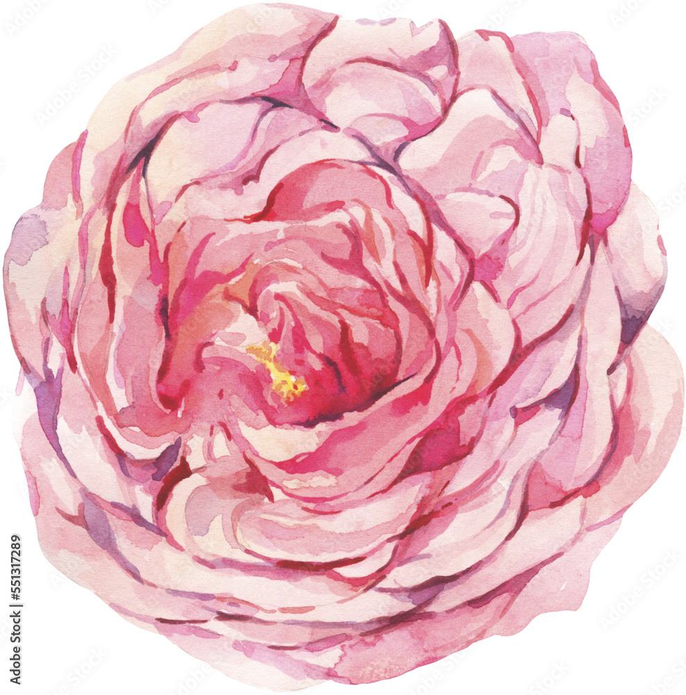 Obraz premium Watercolor pink rose transparent png