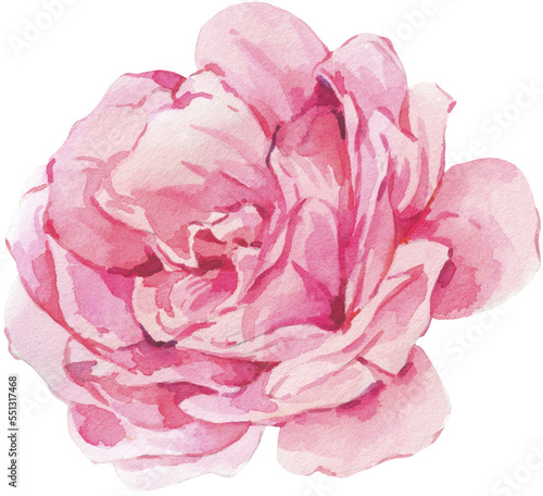 Fototapeta Naklejka Na Ścianę i Meble -  Watercolor pink rose transparent png