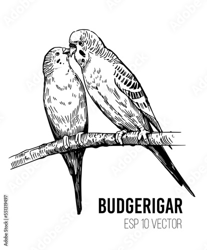 Budgerigar,  sketch vector illustration. Editable outline on transparent background