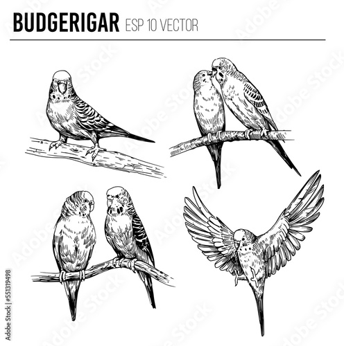 Budgerigar,  sketch vector illustration. Editable outline on transparent background