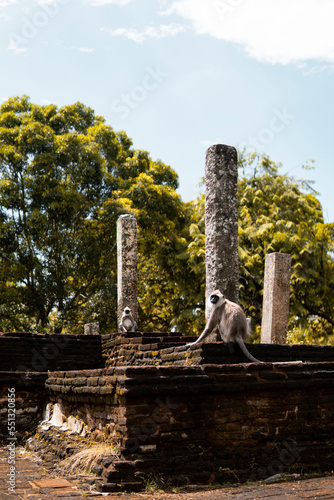 Mono en un templo de Sri Lanka