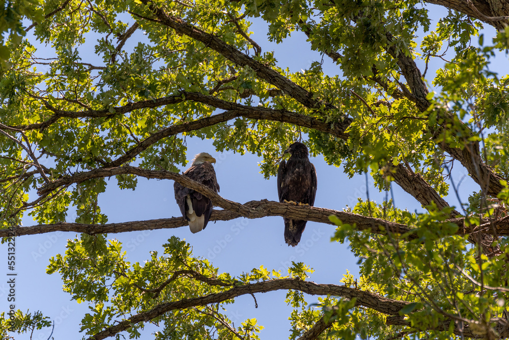Bald Eagle And Fledgling Perched In A Tree Bald Eagle And Fledgling Perched In A Tree
