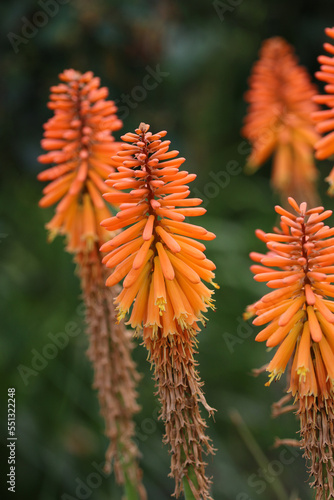 Orange red hot poker flower spikes