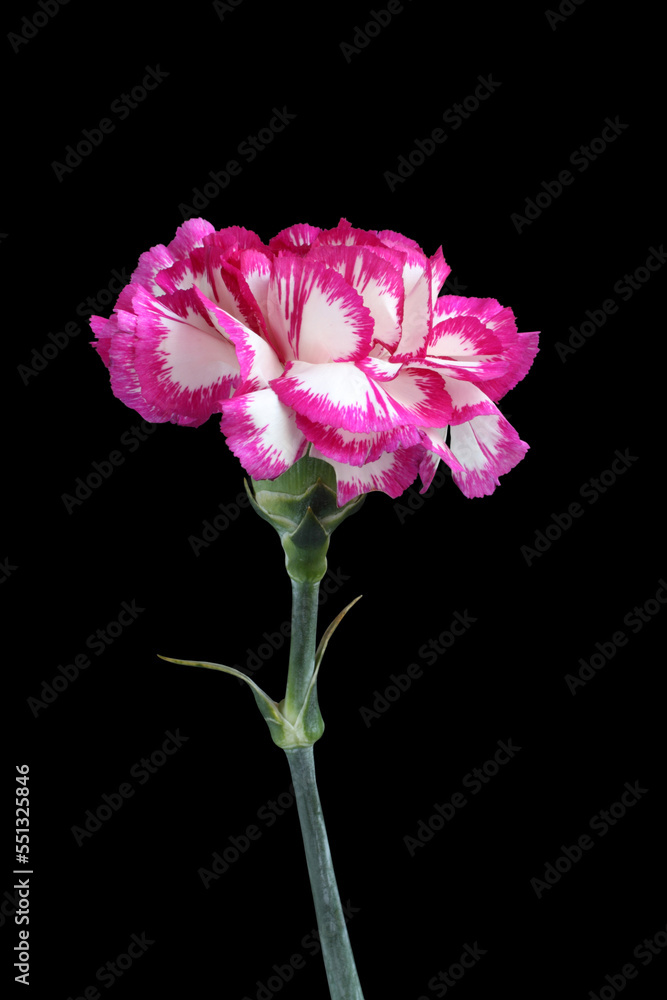 White carnation with magenta edges of petals isolated on black background White carnation with magenta edges of petals isolated on black background