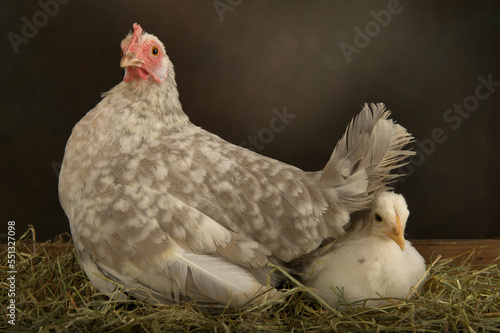 A hen with the little baby chicken photo