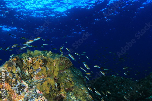 Fototapeta Naklejka Na Ścianę i Meble -  Landscape of small fish on a colourful seaweed reef on the seabed