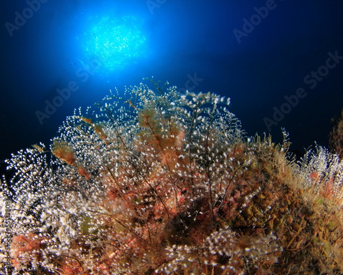 White cnidarians mixed with various types of algae with the blue of the sea and the sun high on the seabed