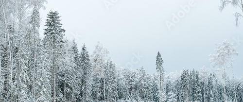 Winter forest with snow,Christmas background.covered frost trees snowdrifts. Magical winter forest. Natural landscape travel outdoors, hiking,spending time outdoors,winter travel,christmas forest. © shintartanya