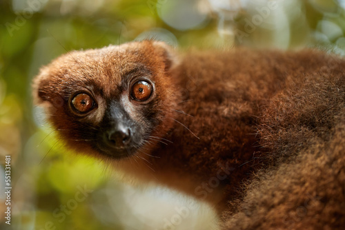 Red-bellied lemur, Eulemur rubriventer, endemic to eastern Madagascan rainforests. Portrait of wild lemur with luxuriant chestnut brown coat and white marks below eyes, looking at camera.  photo