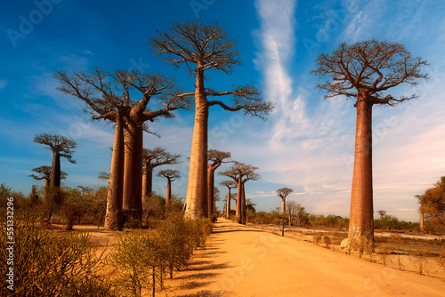 Fototapet Baobab alley trees at sunny day